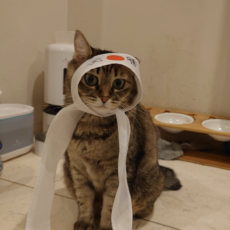 Hachimaki Japanese traditional head band for pets